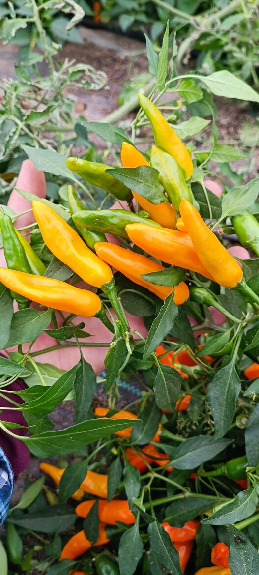 Nokarenais Čili pipars "Cigarette Orange" ( 10 tomātu sēklas)